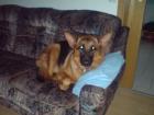 Schäferhund zu verkaufen