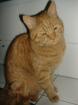 Karthäuser-Mix-Kater 1 5 Jahre. Rot. schnurrt den ganzen Tag