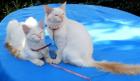 Balinesen Kitten geimpft Papiere Hund gew.
