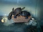 5x Schmuckschildkröten Gelbwangen Rotwangen Mississippi