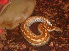 1. 0 Roter Blutpython Python brongersmai 100 het Albino NZ09.