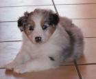 Australian Shepherd Welpen abzugeben