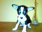 Chihuahua Weibchen tricolor