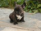 Franzosische Bulldogge Weibchen