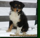 Suche Shepherd Welpen