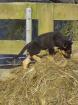 Schäferhund welpe gerader rücken
