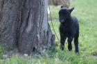 Quessant Bock Lamm Zwergschaf /Raum Sachsen