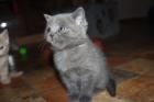 BKH Kitten Kartäuser