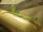 Phelsuma grandis / Großer Madagaskar-Taggecko 2 Weibchen