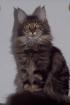Maine-Coon Joungstar