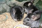 Junge Chinchilla Familie 2x Weibchen 1x Männchen/ Böckchen Terrarium