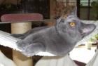 Chartreux der reinrassige Kar