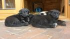 Schäferhund x Labrador-Schäferhund super süß