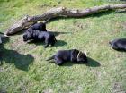 Labradorwelpe Hündin schwarz
