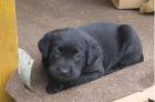 Süße Labradorwelpen suchen ein Zuhause