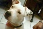 11 monate alte doggo Argentinio Hündin in Niedersachsen gestohlen und nach bayer