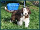 Bearded Collie Welpen