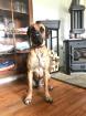 Reinrassige Rhodesian Ridgeback Welpen - Wurfankündigung