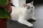 BKH Deckkater in lilac-point weiß creme und blau
