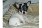 Wünderschön Chihuahua-Welpen
