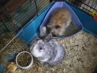 2 Kaninchen zu verkaufen