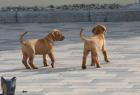 Rhodesian Ridgeback Welpen