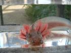 Axolotl Harlekin gesucht