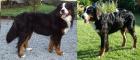 Berner Sennenhund Welpe mit Papiere Wurfankündigung