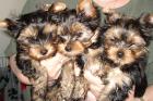 Süsse Yorkshire-Terrier Welpen abzugeben VDH Papiere