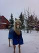 Suche beistellpony wallach für meinen haflinger