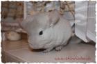 Chinchilla abzugeben in Oldenburg Beige Afro Violett Ebony Böckchen