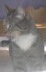 Maja 10 Monate sucht ein liebevolles zu Hause