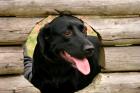 Wurfankündigung Labrador-Welpen