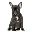 Französische Bulldogge Bully-Mädchen french bulldog