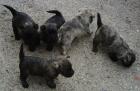Cairn Terrier abzugeben