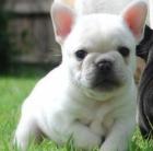 Französische Bulldogge