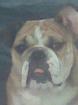 English Bulldog Hündin 1 5 Jahre nicht Kastriert