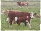 Colostrum - wer s kennt hat s besser