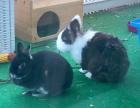 Bobby und Lina - Löwenköpfchen - 4 und 5 Jahre - Tierhilfe-Franken e. V.