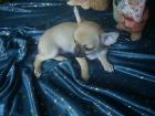 Chihuahua WEIBCHEN