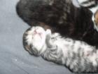 Was Besonderes Maincoon-Bengalmix-Kitten