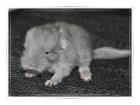 Chinchilla Blue Diamond Velvet Böckchen