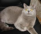 British Kurzhaar Deckkater