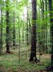 Forest Preserve - Osten der Slowakei.
