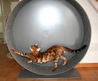Cat Wheel Laufrad für Katzen