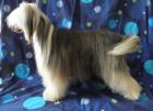 Chinese Crested Deckrüde 29cmGross m. VDH Papiere