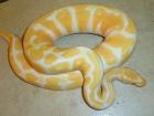 Verkaufe meine 1. 1 Albino KönigsPython Regius