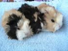 Süsse Meerschweinchenbabys suchen neuen Gurkenschnippsler