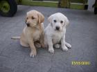 Labradorwelpen zu verkaufen