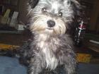 TEDDY - junger Yorkie Mix kinderlieb katzenverträglich
